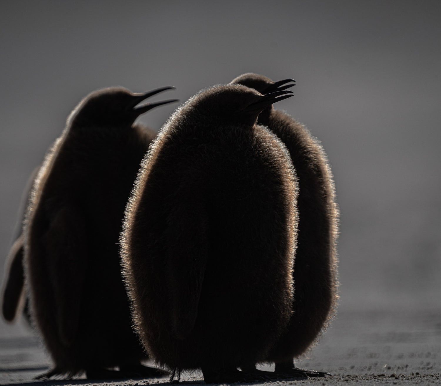Drei flauschige Baby Königs-Pinguine in der Morgensonne