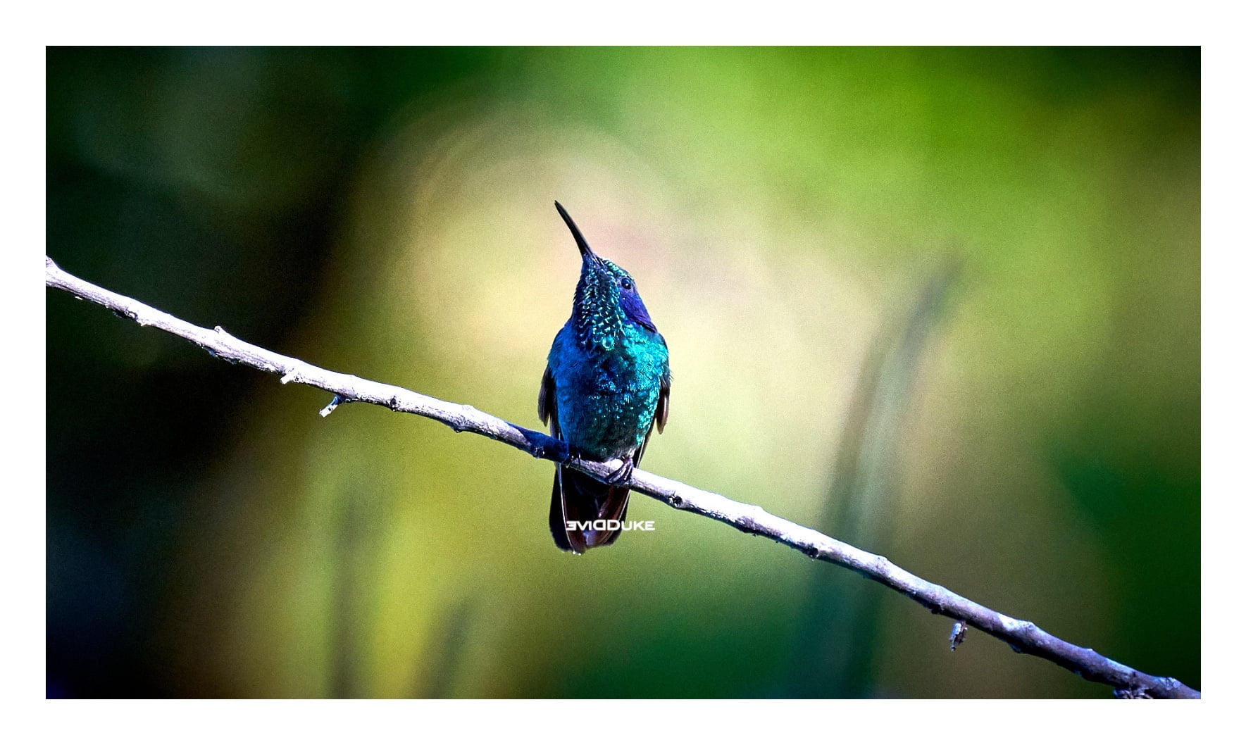 Kolibri in Mittelamerika