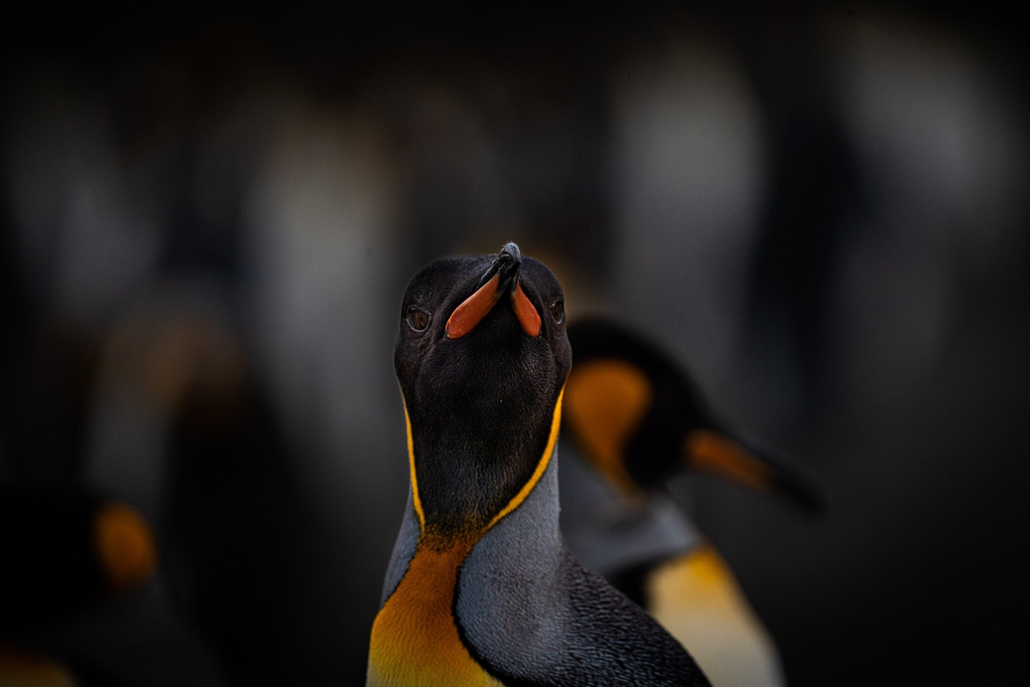 Portraitfoto eines Königs Pinguins in der Antarktis
