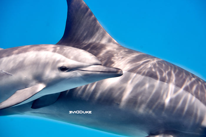 a baby dolphin right next to the mom dolphin in the ocean