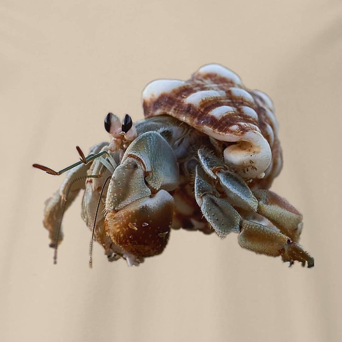 cooles Damen Shirt mit einem großen Einsiedlerkrebs als Fotodruck Motiv im Detail