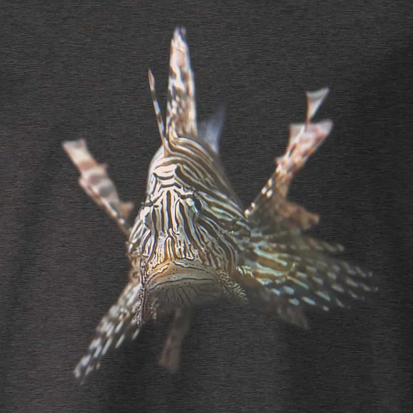 das Foto ist die normale Ansicht eines einzigartigen T-Shirts mit dem Fotodruck 'Rotfeuerfisch' im Detail