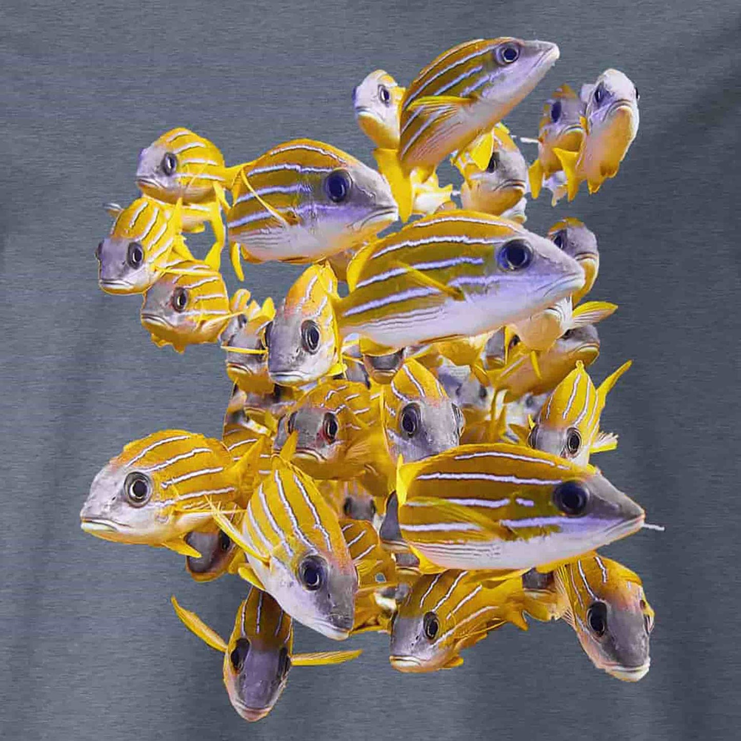 ein schönes Fisch T-Shirt für Damen mit einem Schwarm Yellow Snapper als Fotodruck in Großaufnahme