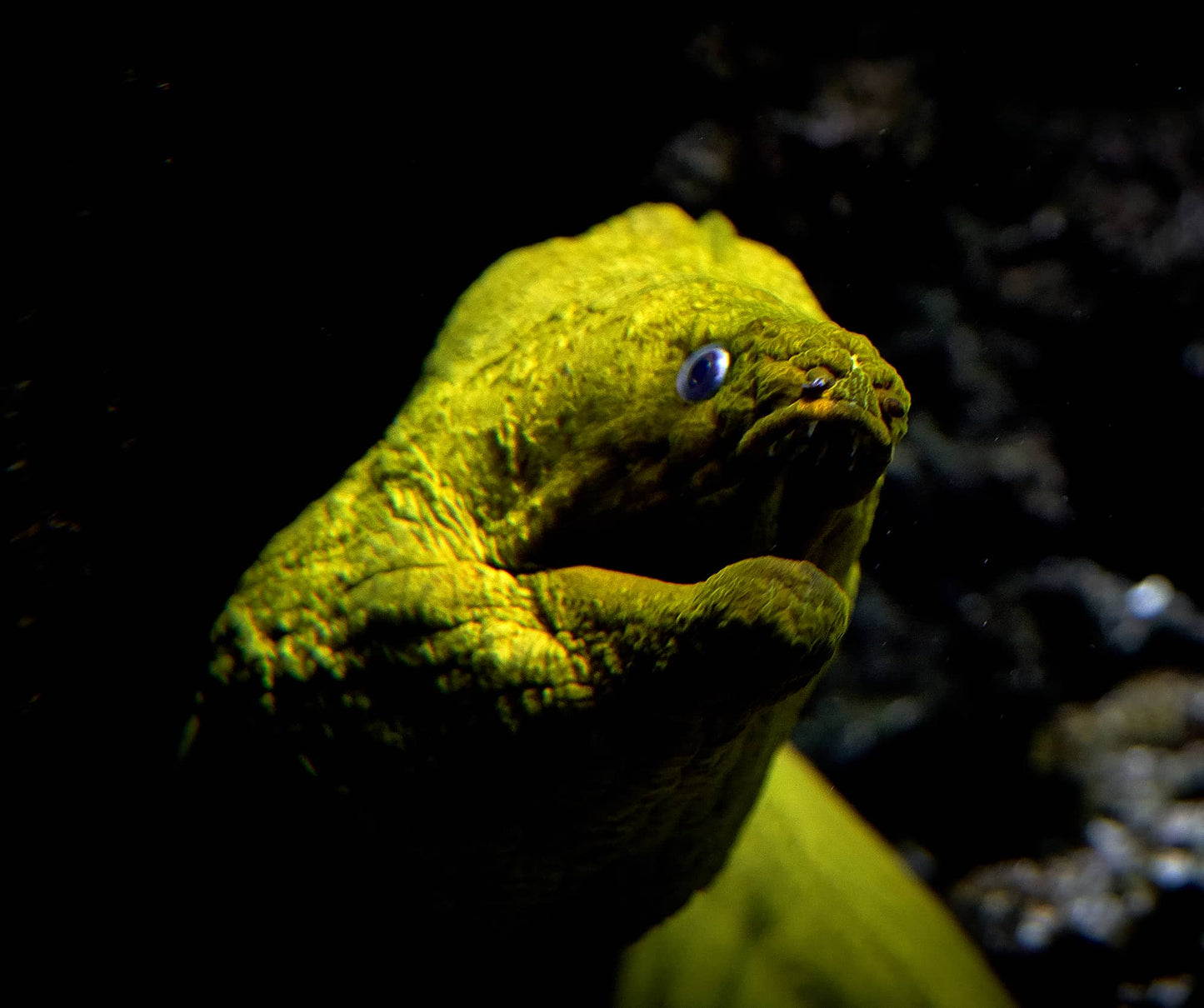 original Foto einer Grünen Muräne in Cozumel, Mexiko