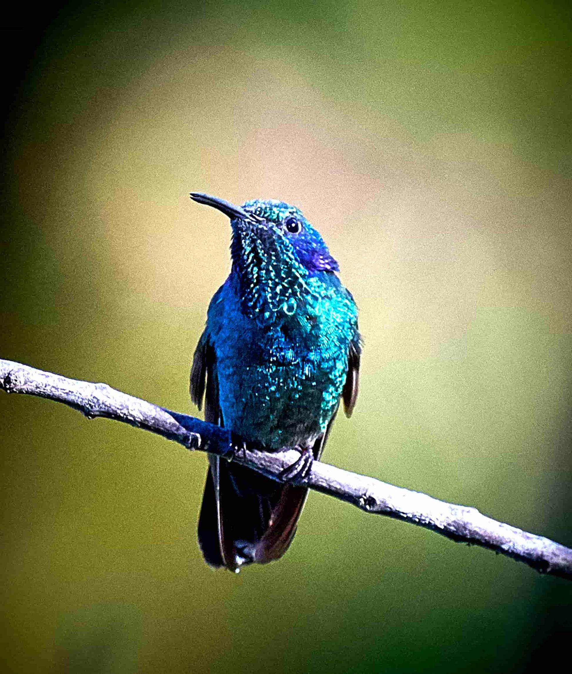 original Foto Kolibri auf einem Ast sitzend