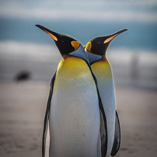 Video wie aus dem Original-Foto das Motiv des '2 King Penguins Antarctica' T-Shirts gemacht wird